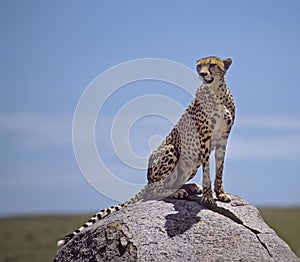 Africa-Cheetah