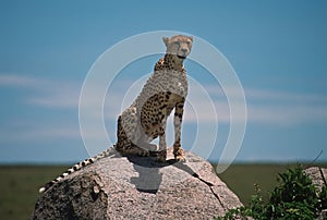 Africa-cheetah