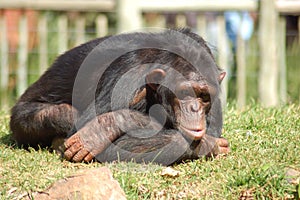 Africa Chimpanzee