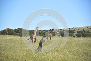 Africa- Close Up of a Group of Wild Giraffes Feeding and Relaxing in Tall Grass