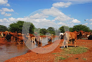 Africa- Close up of a Herd of Afrikaner Cattle Cooling Off in a River