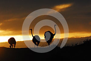 Africa- Close Up Silhouettes of Three Wild Ostriches in the Bright Sunrise