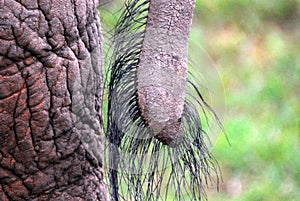 Africa- Close Up of the Tail and Rump of an Elephant