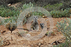 Africa- Close Up of Two Cute Wild Meerkats Looking at the Camera From Their Burrow