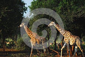 Africa- Close Up of Two Giraffes Walking Through the Bush With A