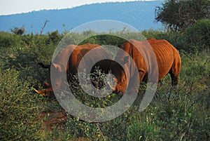 Africa- Close Up of Two Wild Rhinos in the Bush and Covered in Red Mud