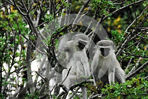 Africa- Close Up of Two Wild Vervet Monkeys Feeding on Flowers