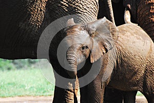 Africa- Close Up Wild Baby Elephant Sticking Close to Mother