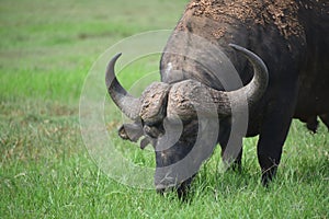 Africa- Close Up of a Wild Cape Buffalo Bull Grazing in a South African Savanna