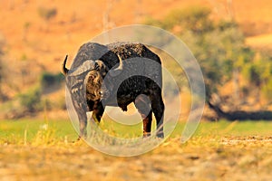 Africa, danger animal. Evening sunset in Africa. African Buffalo, Cyncerus cafer, standing on the river bank, Chobe, Botswana. Wil