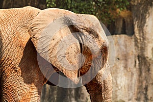 Africa elephant