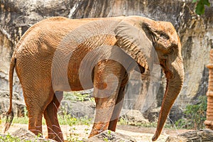 Africa elephant