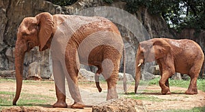 Africa elephant