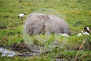 An Africa elephant bathing in the wetland