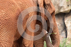 Africa elephant coated body with red mud