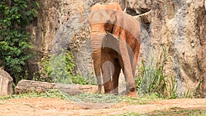 Africa elephant coated body with red mud