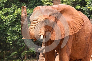 Africa elephant coated body with red mud