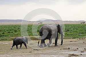 Africa elephant family