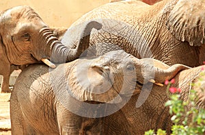 Africa elephant family in Lisbon zoo, Portugal