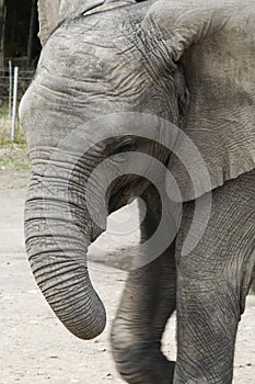 Africa Elephant (Loxodonta africana) photo