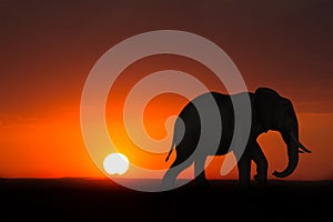 Africa Elephant Sunrise Sunset Wildlife photo