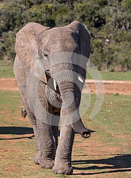 Africa Elephant Walking towards Camera