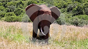 Africa Elephant waving Ears