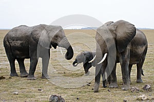 Africa elephants family