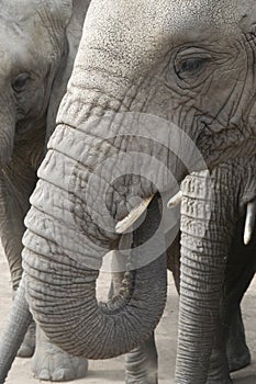 Africa Elephants (Loxodonta africana) photo