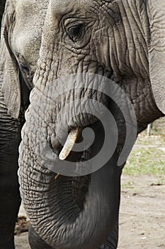 Africa Elephants (Loxodonta africana) photo