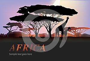 Africa elephants silhouette