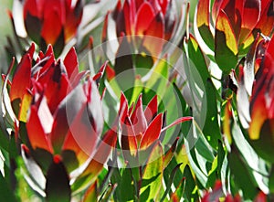 Africa- Flowers- Close Up of Beautifully Colorful Proteas