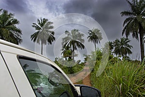 Africa Guinea Boke province beach Palm rain