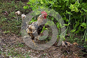 Africa Guinea Boke province nature cock and chickens