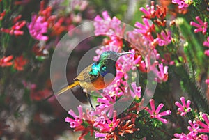 Africa- Harold Porter Park- A Beautiful Orange Breasted Sunbird Feeding on Flowers