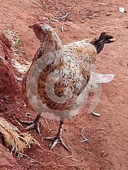 Africa hen Ugandan hen poultry chicken