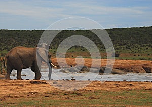 Africa- A Herd of Wild Elephants Enjoying a Bath in a Watering Hole