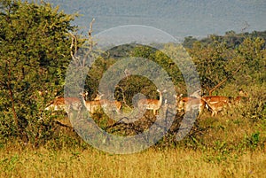 Africa- A Herd of Wild Impalas Grazing in the Bush