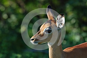 Africa: Impala antelope