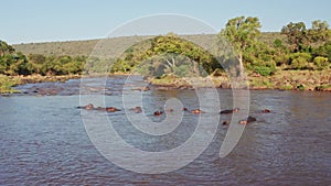 Africa Kenya Aerial Drone Shot View of Hippos in Mara River, Beautiful African Landscape Scenery and