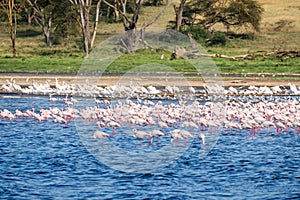 Africa. Kenya. Lake Nakuru. Flamingo. Flock of flamingos. nature of Kenya. Birds of Africa.