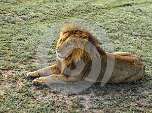 Africa, Kenya, Masai Mara, lion in repose, alone, catlike, posting, wild, savanna