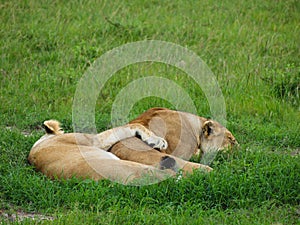 Africa, Kenya, Masai Mara, two females, lionesses, sleeping and spooning, secure