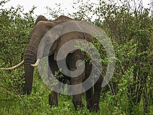 Africa, Kenya, Masai Mara, wilderness, large bull elephant with big tusks emerges from the bush