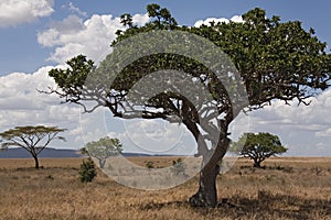 Africa landscape 028 serengeti