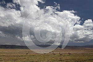 Africa landscape 036 ngorongoro