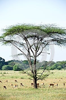 Africa landscape