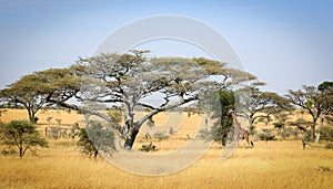 Africa Landscape