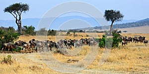 Africa landscape with antelopes gnu