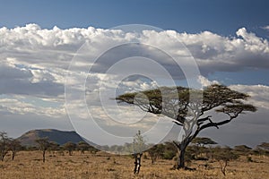 Africa landscape serengeti